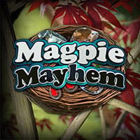 Magpie Mayhem in All